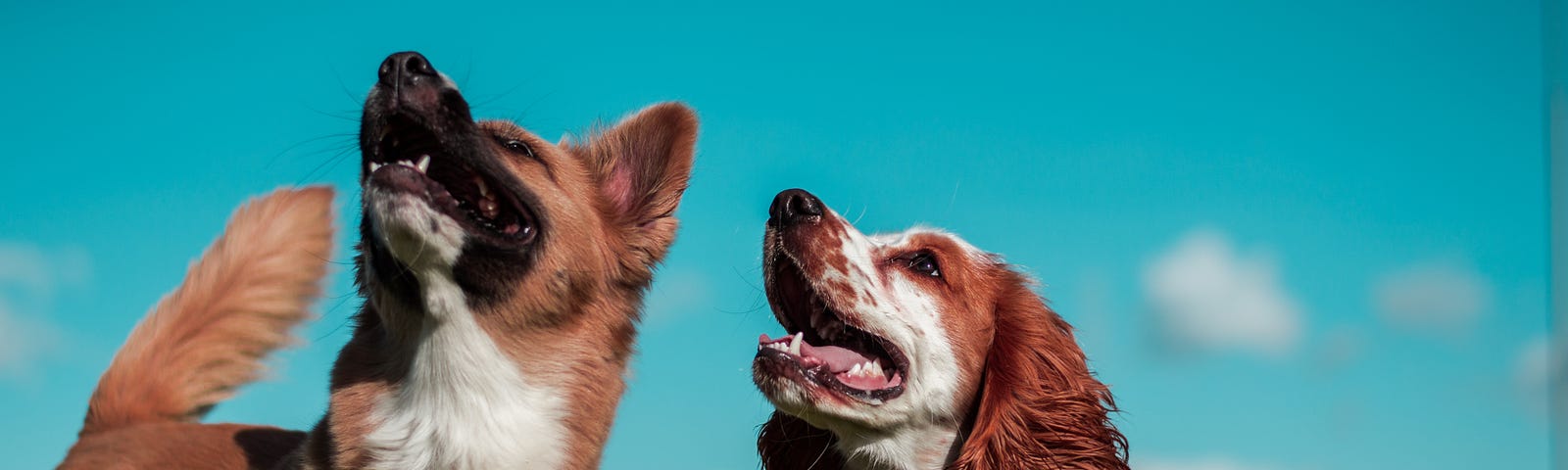 two dogs looking up at the blue sky