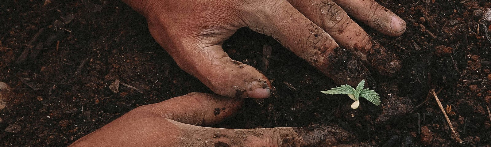 Photo of hands planting