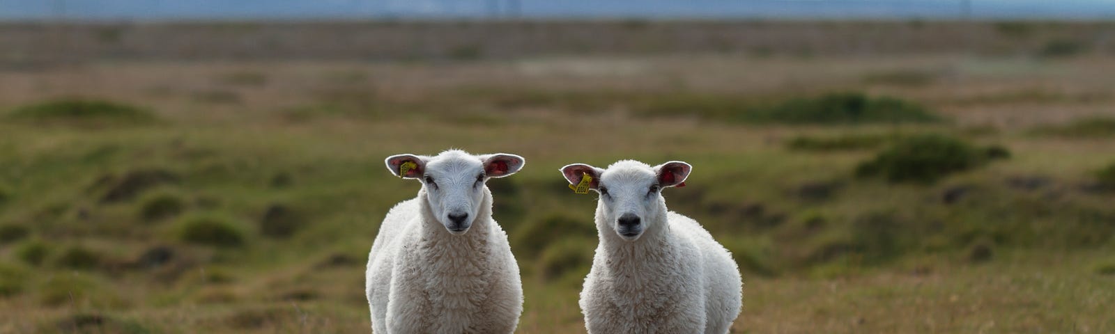 Two white sheep in a field