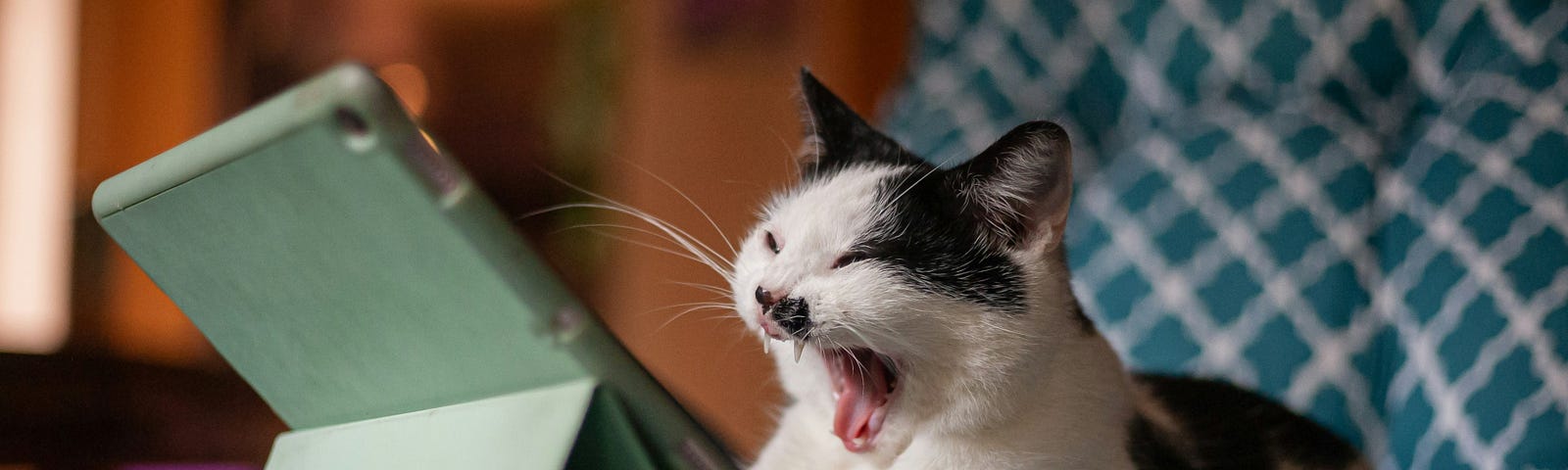 Cat reading from a tablet on a bed and yawning.