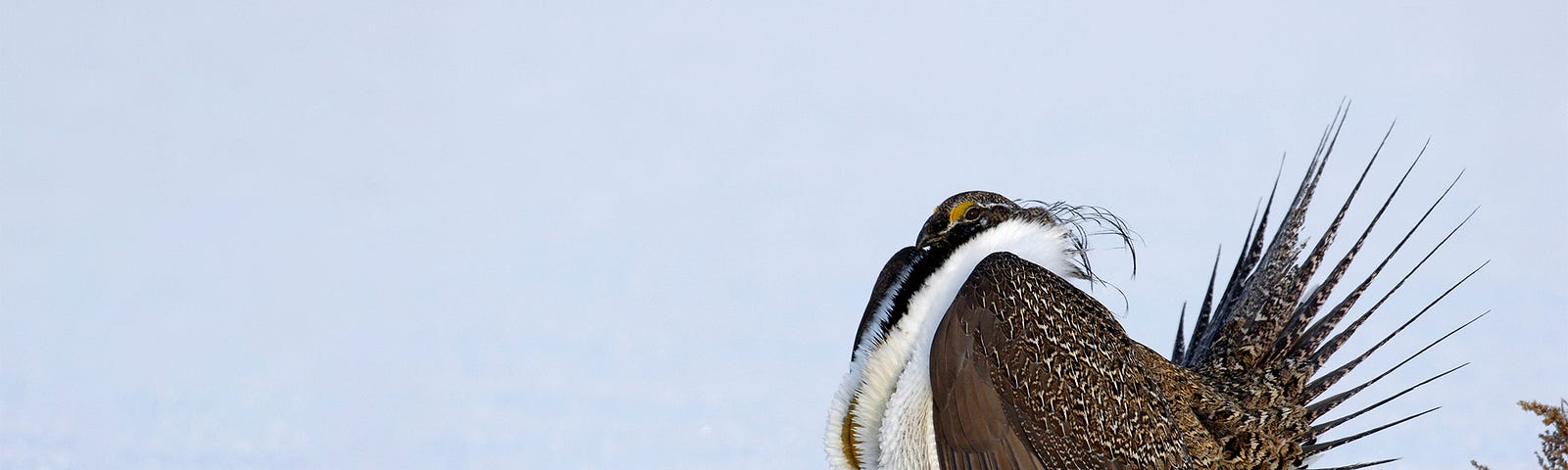 Greater Sage-Grouse in snow