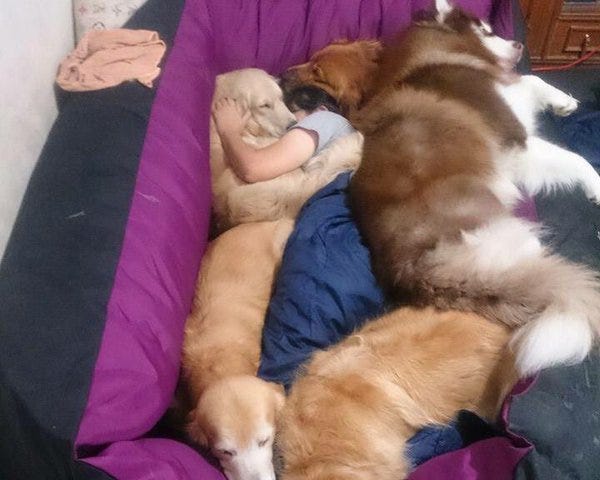Dog pile