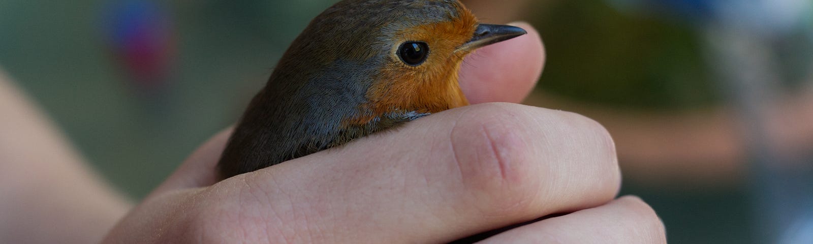 A bird (a robin) is being held in a person’s cupped hand