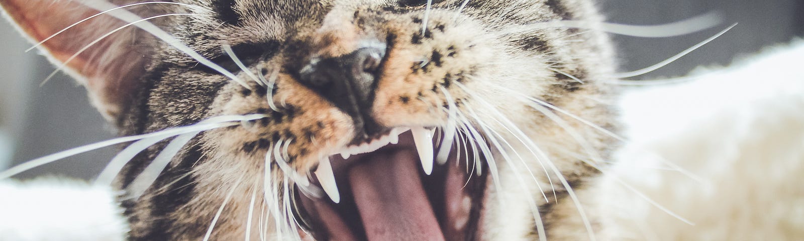 brown tabby cat yawning widely, showing all their teeth