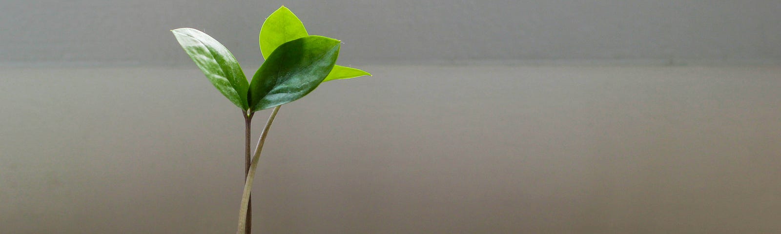 A sprout growing from some coins