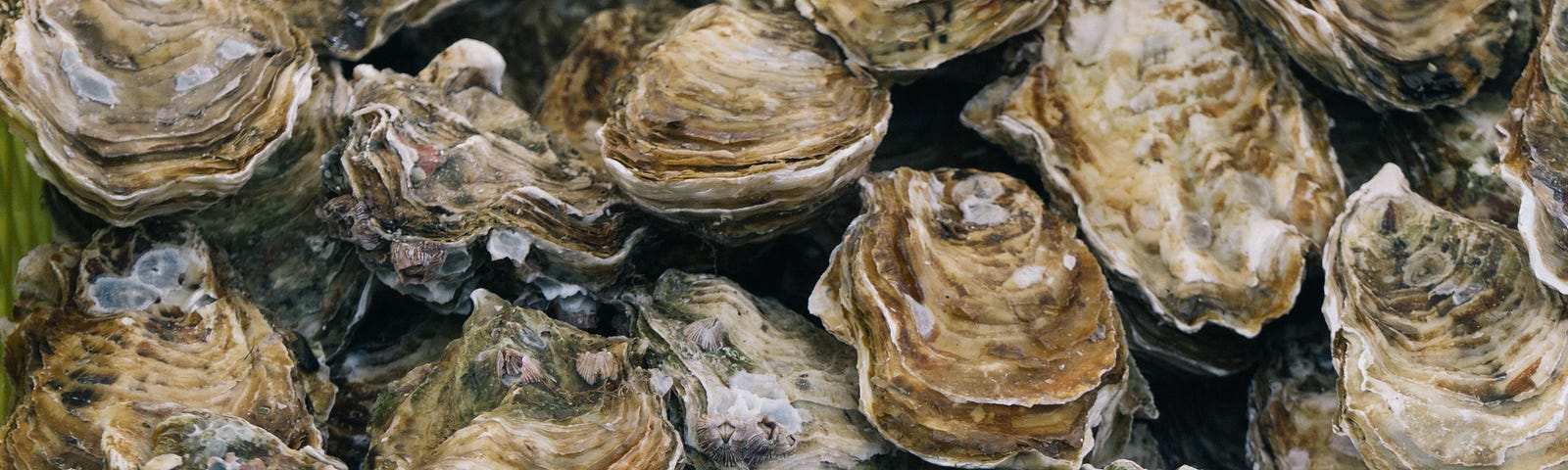 a scattered field of oysters