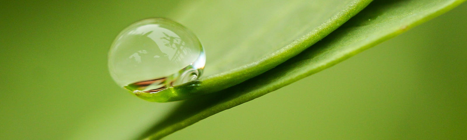 A water dew drop on a leaf