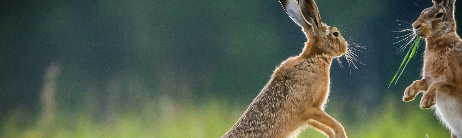 Two jack rabbits greeting each other, standing on their back legs