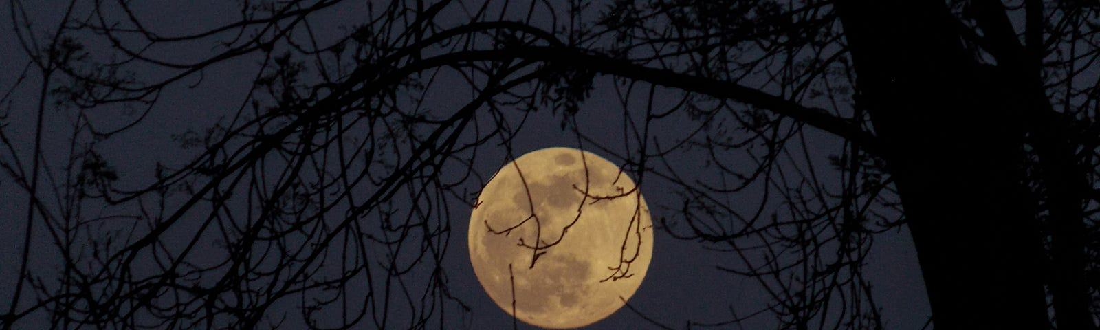 Full moon through bare branches