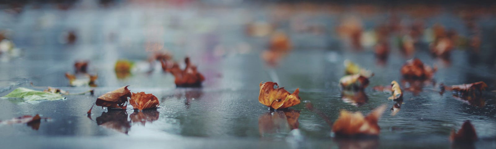 autumn leaves on a rainy sidewalk