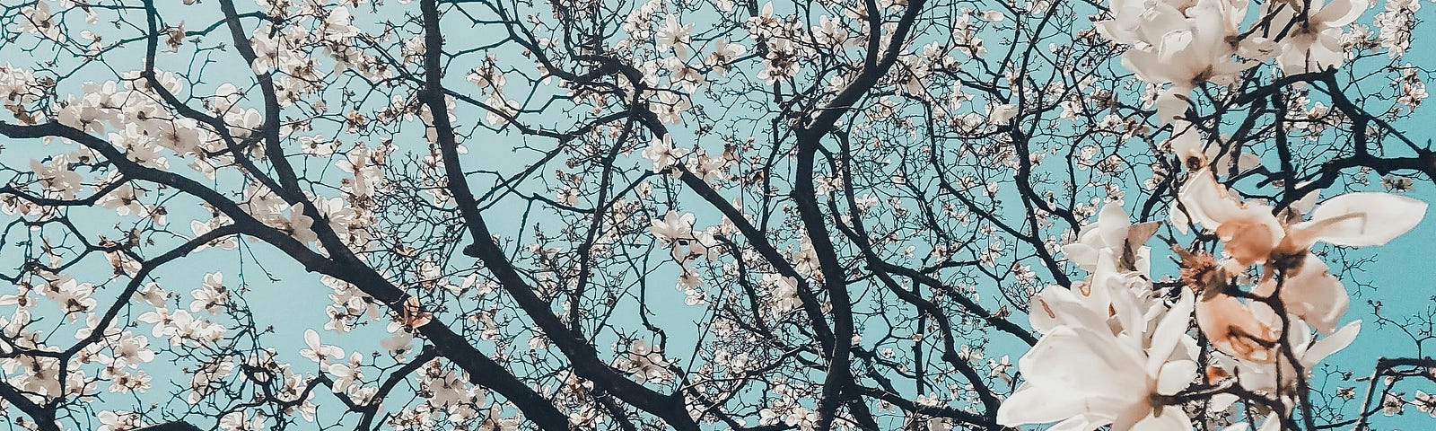 Beautiful Sakura trees in full bloom against a light blue sky