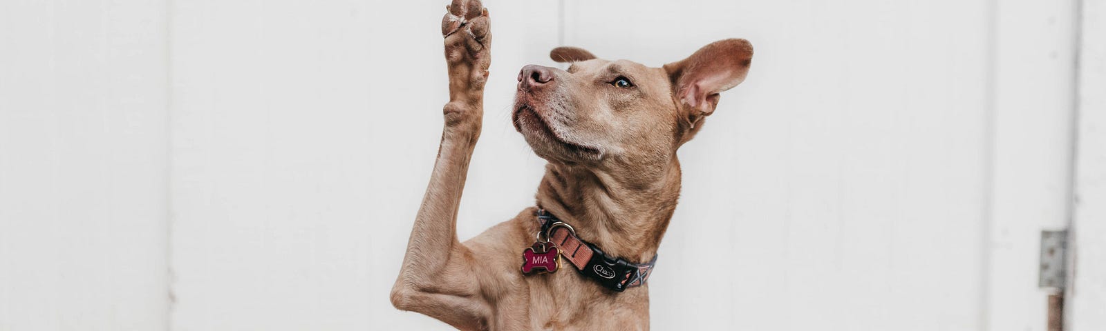 Brown dog faces us with his right paw up, as if he wants to ask a question.