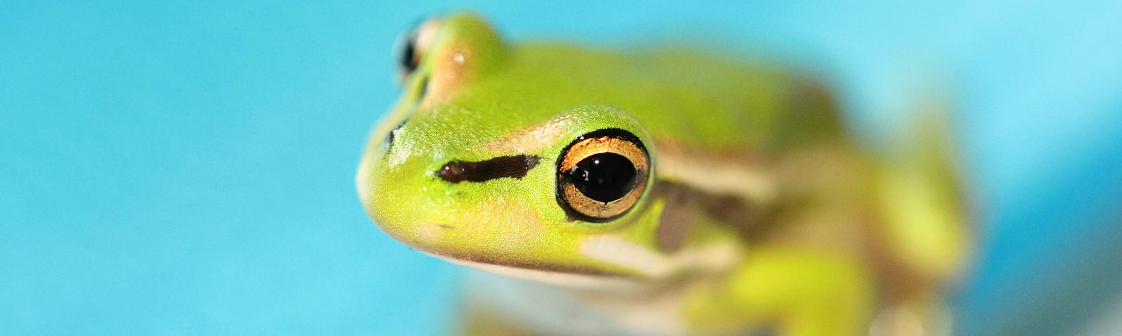 A frog on a blue plate