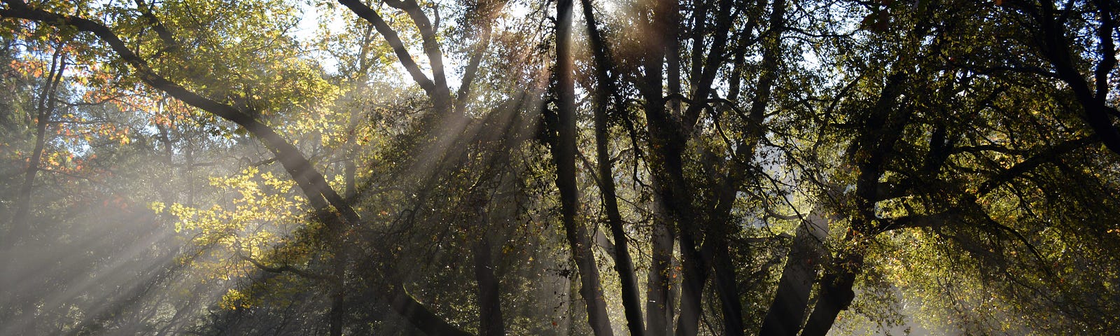 sunlight shining through the branches of tall trees with green leaves