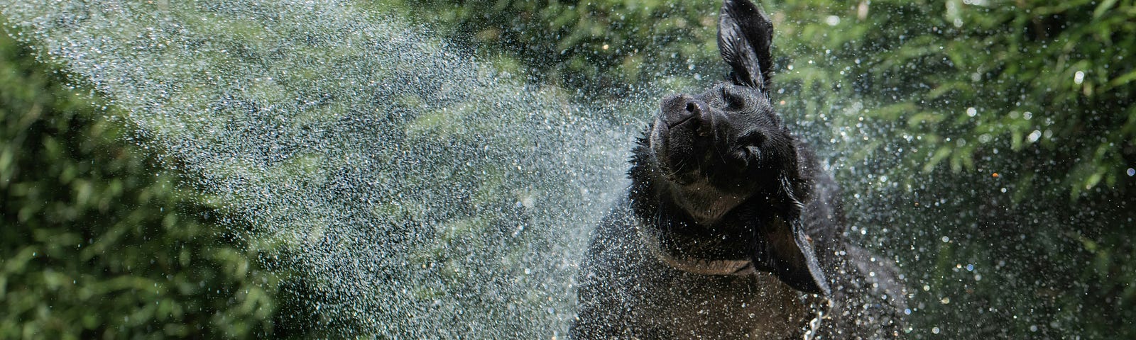 a dog getting sprayed down with water