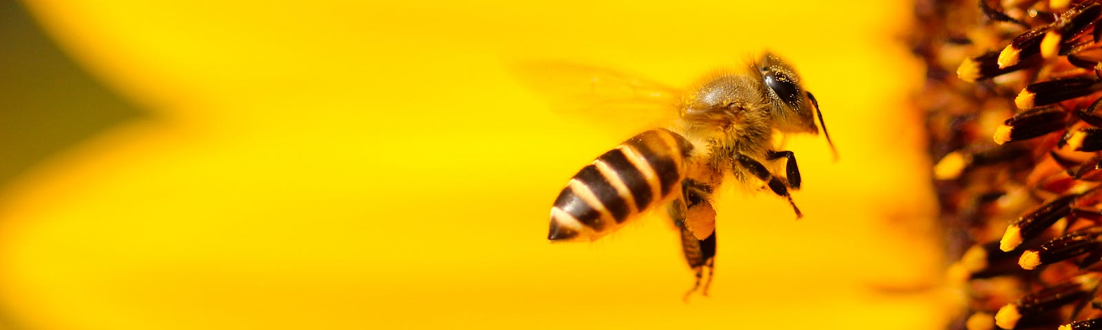 A bee (not a fish, except legally speaking) flying in front of a flower