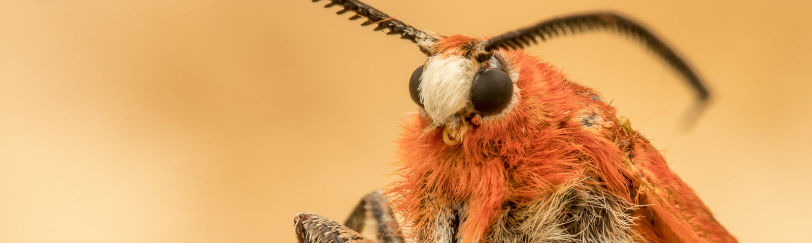 A close-up of a fuzzy moth, eyes looking at the camera