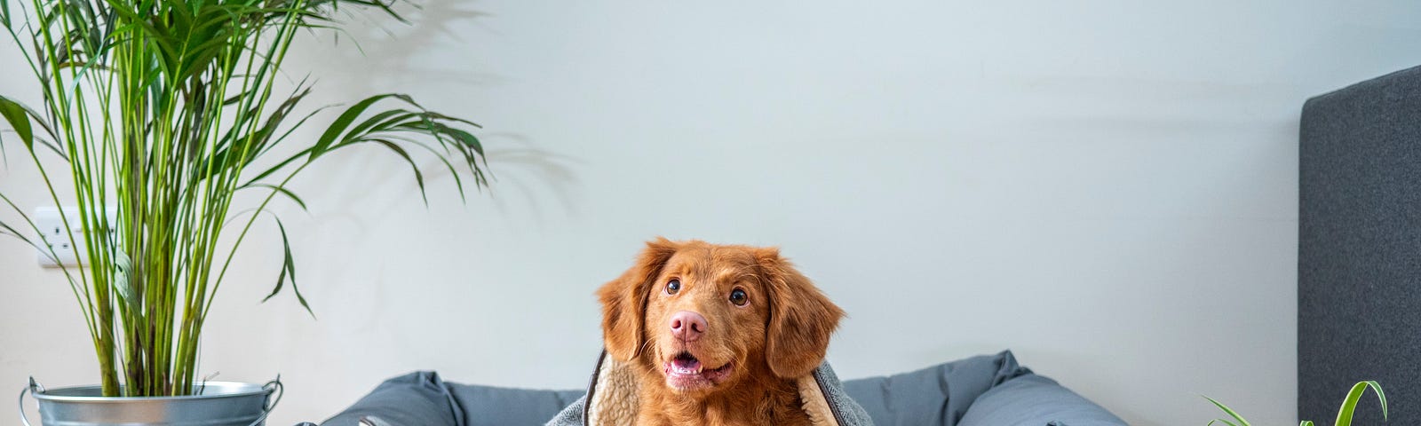 Eğer gerçekten iyi bir köpek sahibi iseniz görseldekine benzer bir tabloyu dostunuzda görebiliyor olmanız gerekir.