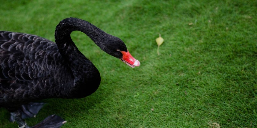 Black Swan – Magneq Money Blog – Medium