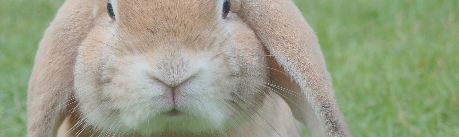 A rabbit