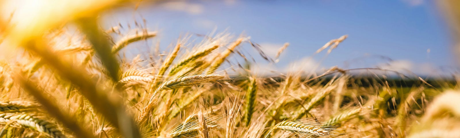 A close-up of a wheat field. The crops stand straight up with their ends dangling to one side