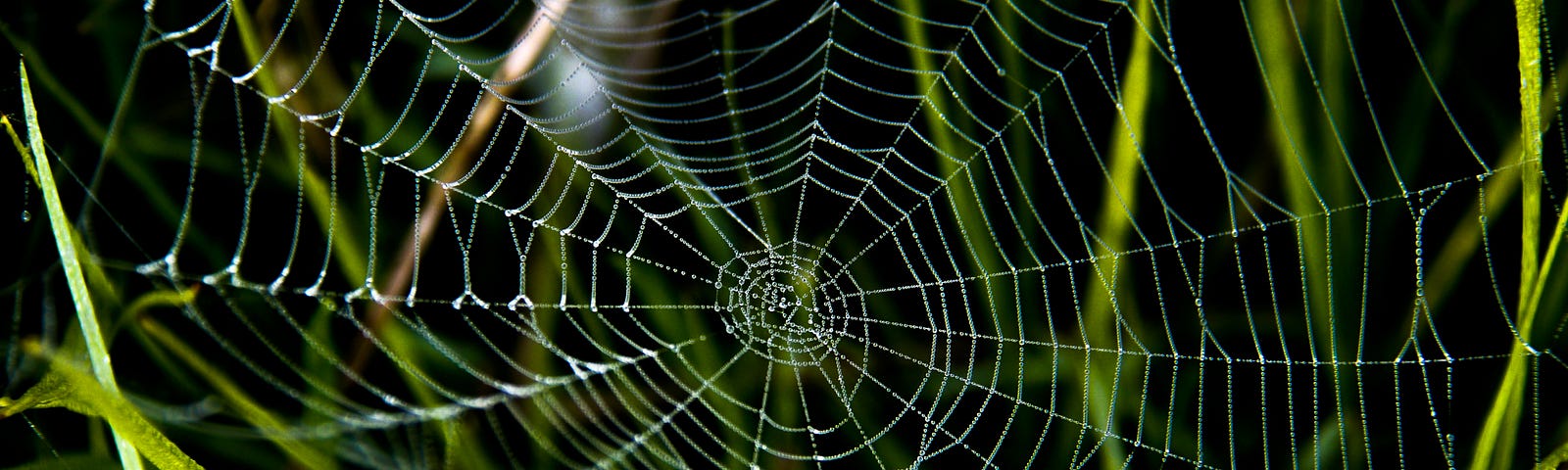 A spiderweb in the grass.