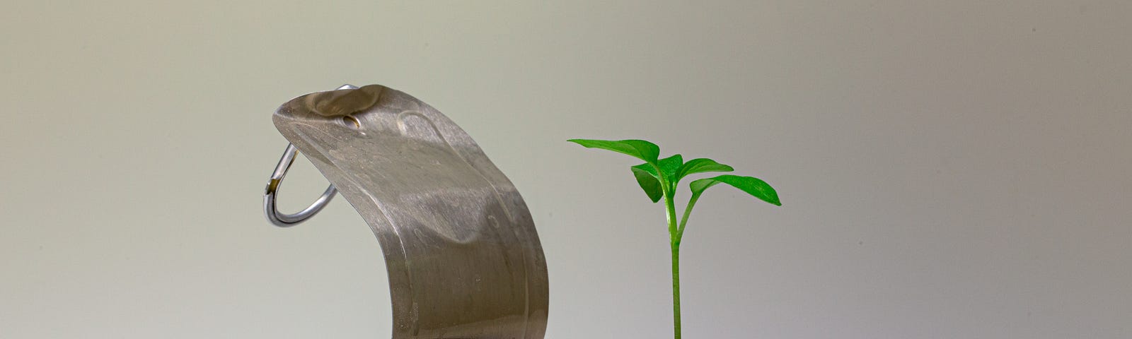 seedling growing from a bed of dirt in a sardine can