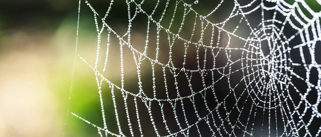 A spider web covered in dew or rain illuminated by sunlight.