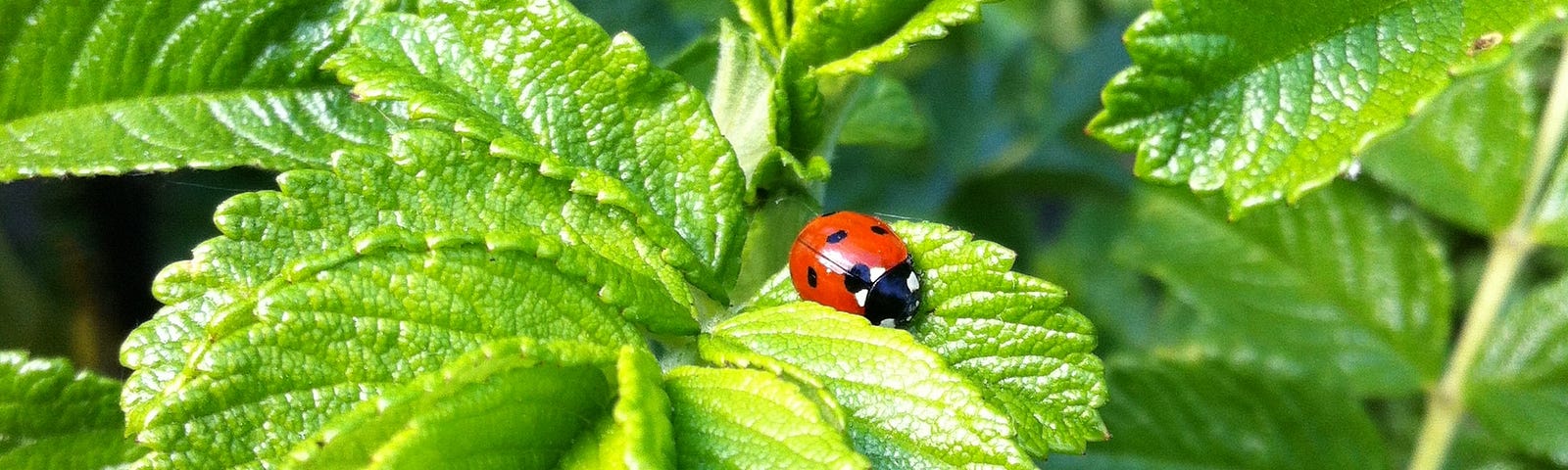 Sprigs of mint in the garden