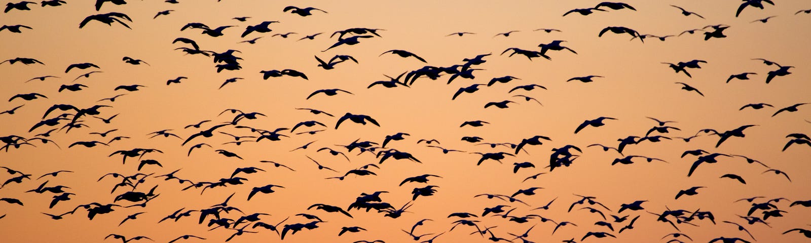 Photo of large number of birds migrating.