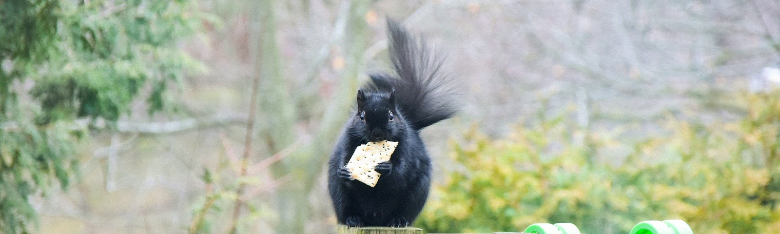 A black squirrel eating a cracker on a fence