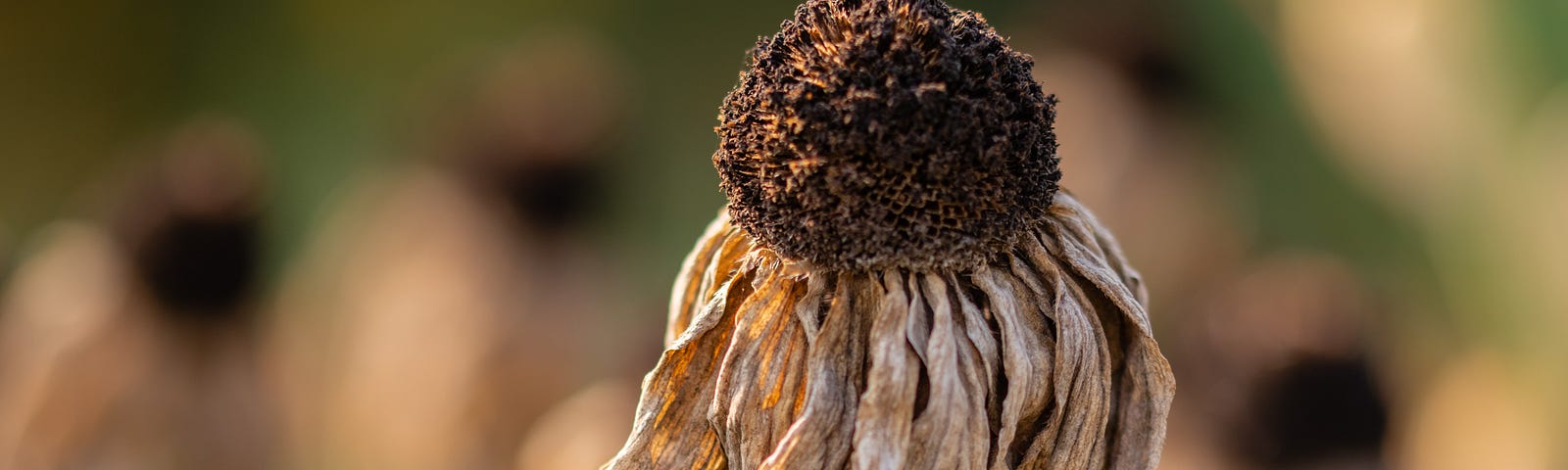 Dead flower with dried petals