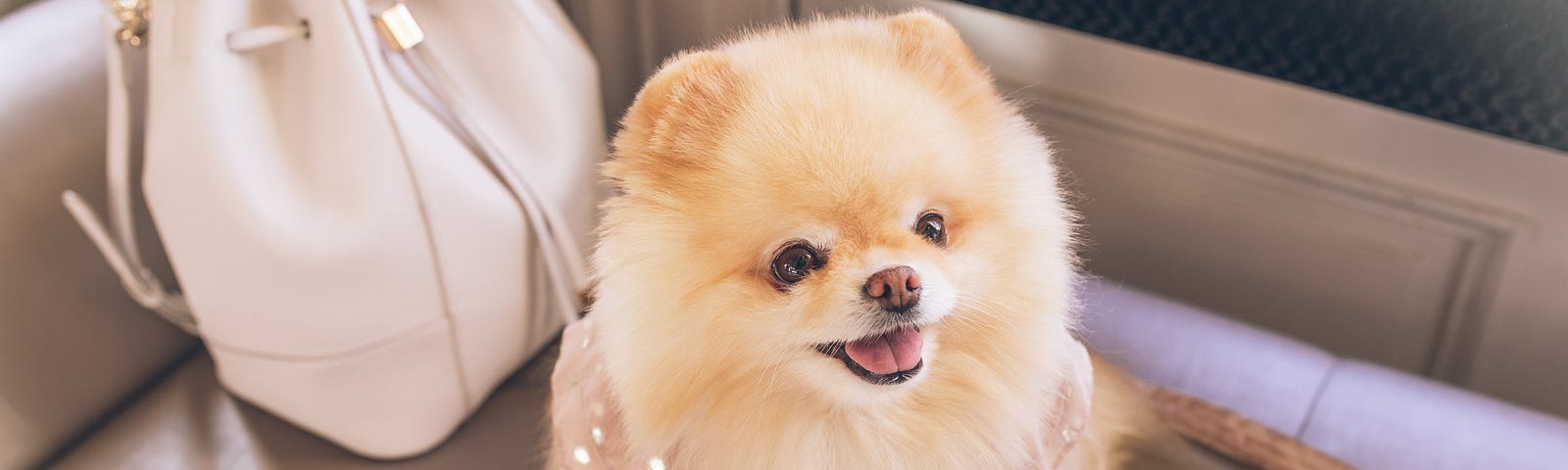 cute Pomeranian on bench