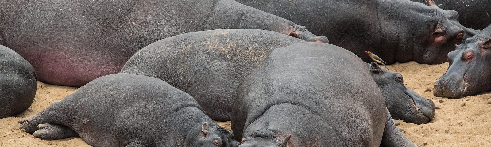 Hippos resting.
