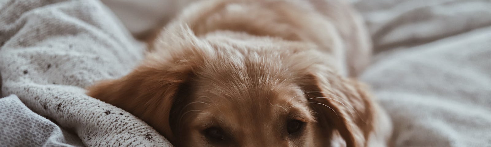 tired dog lying on rumpled bedsheets