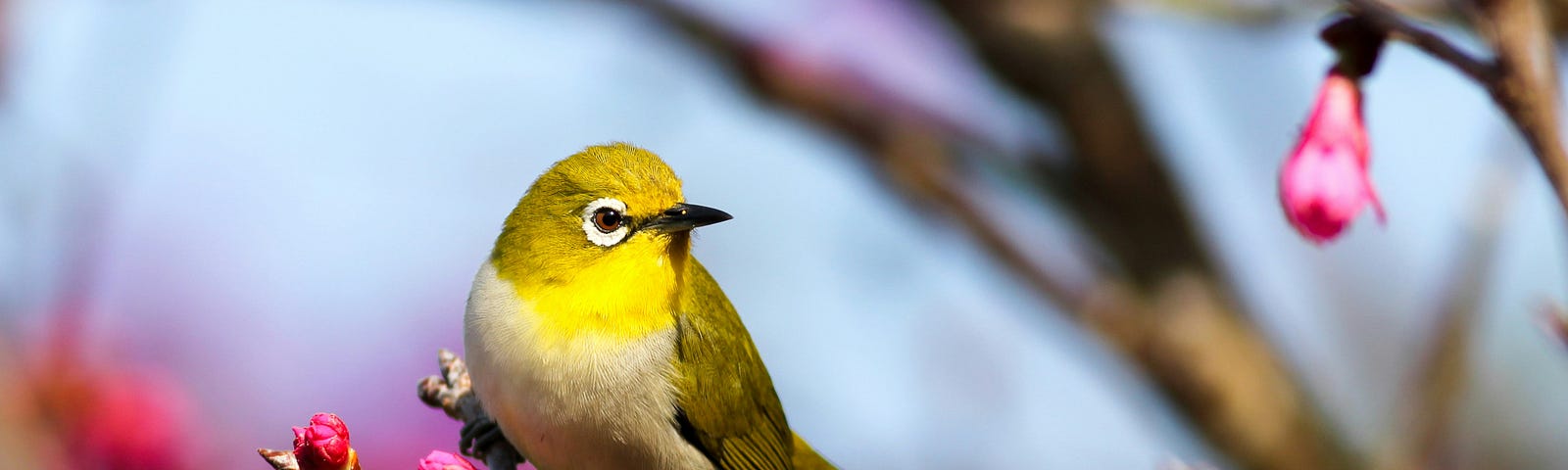 bird with a yellow head on a branch with pink buds.