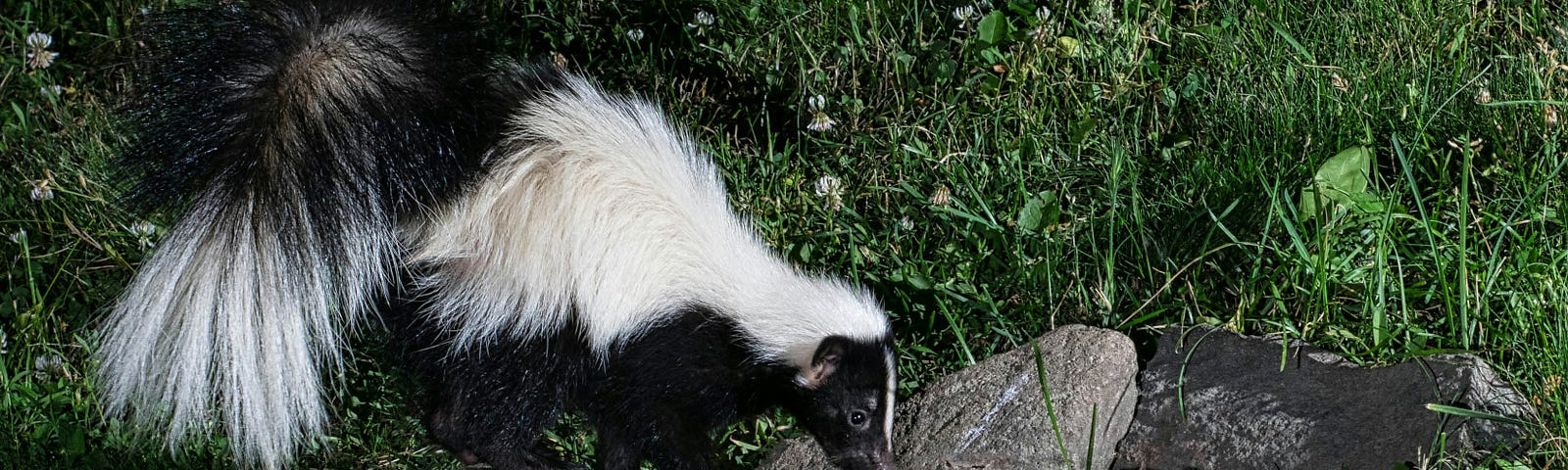 skunk