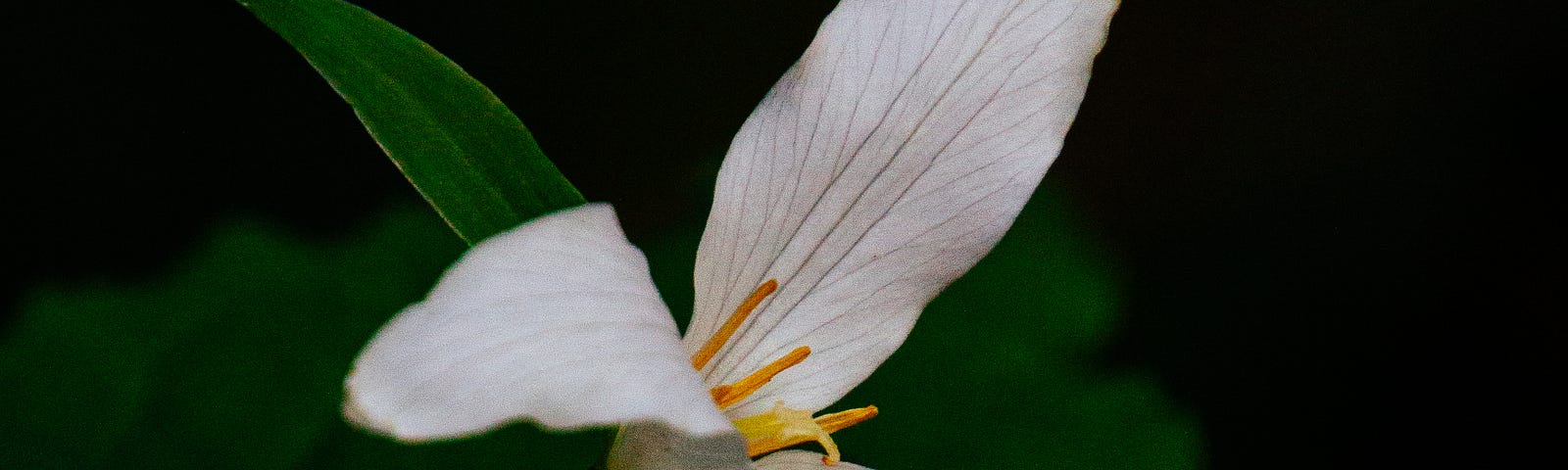 A trillium, an endangers species and the floral emblem of Ontario