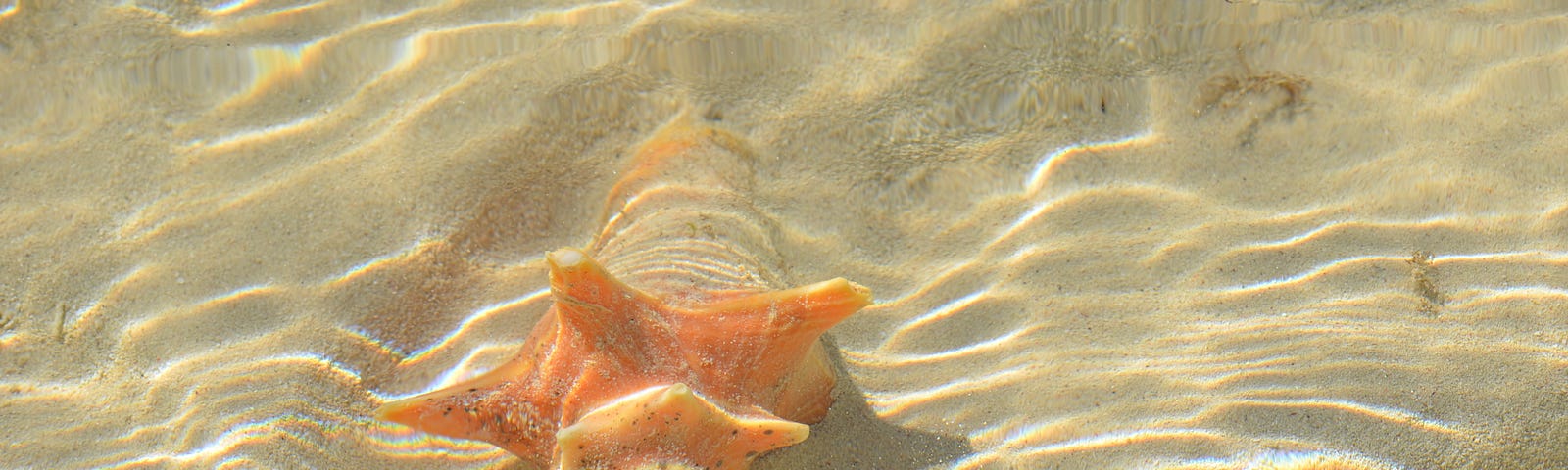 Large pink conch shell lying in the sand in shallow ocean waters, with reflections of the gentle waves.