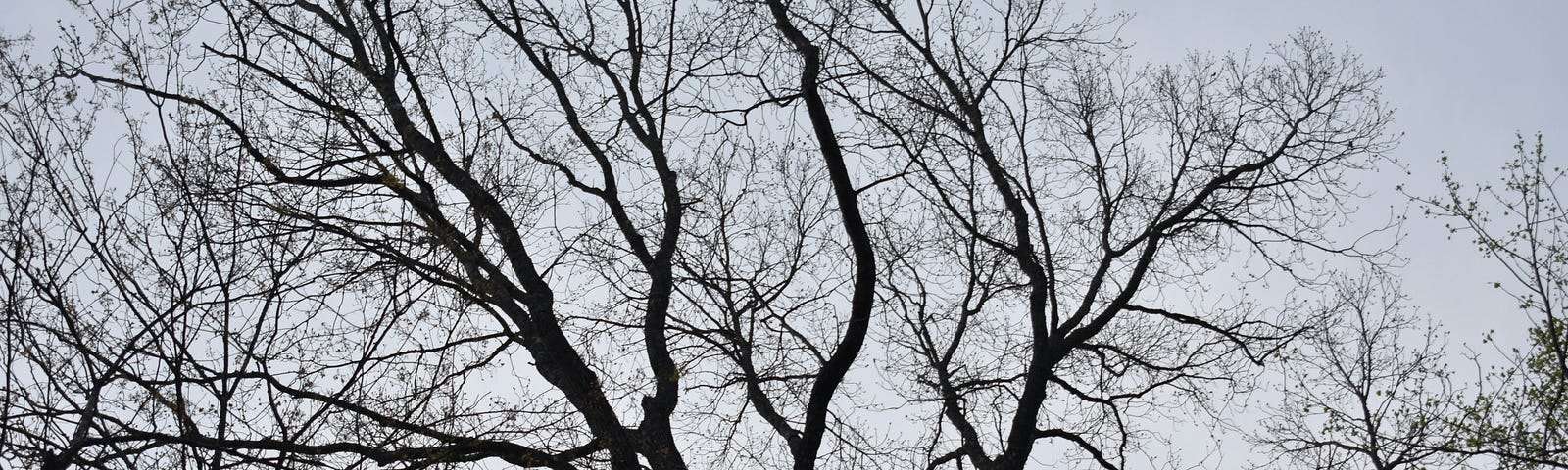 bare limbs of a tree