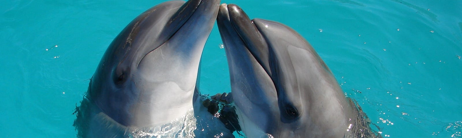 two dolpins jumping out of water and touching.