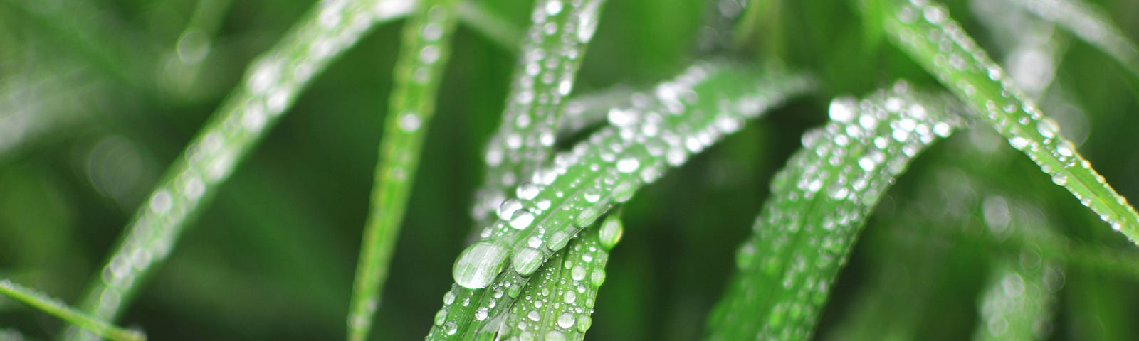 Rain drops very similar to the rain in the story.