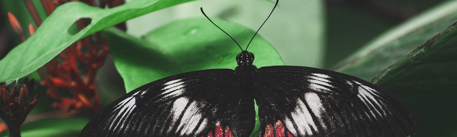 Black, white, and red butterfly with a damaged right lower wing.
