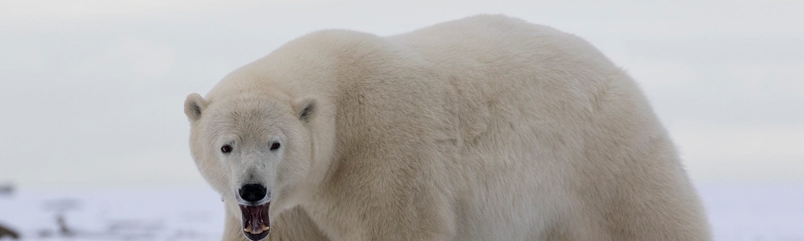 Polar bear walking in Arctic Refuge