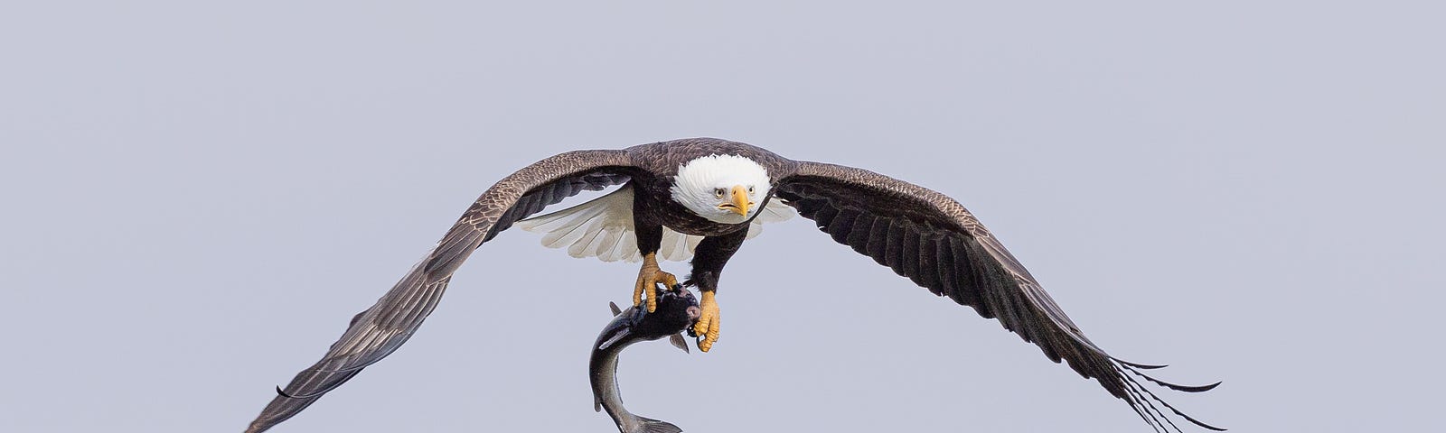 Fish eagle with a catfish in its talons