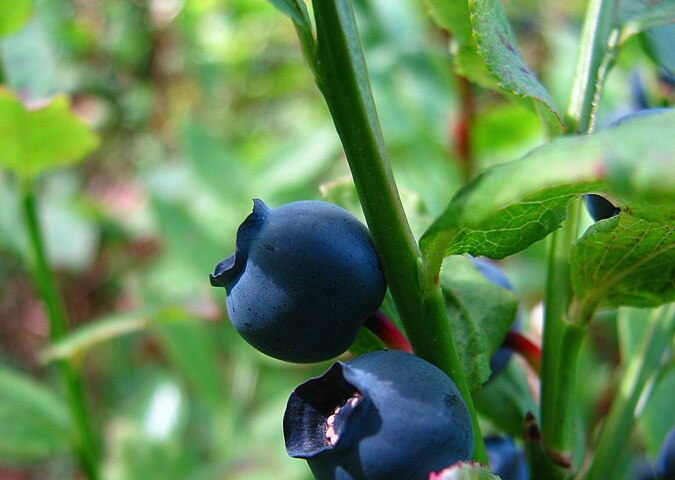 A close up photograph of Vaccinium Myrtillus, common bilberry. The dark blue berry has a little ruffled edge on one side and is attached to green stems with bright green leaves.
