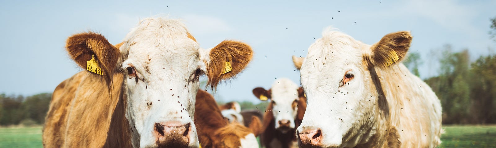 Some cows looking at you