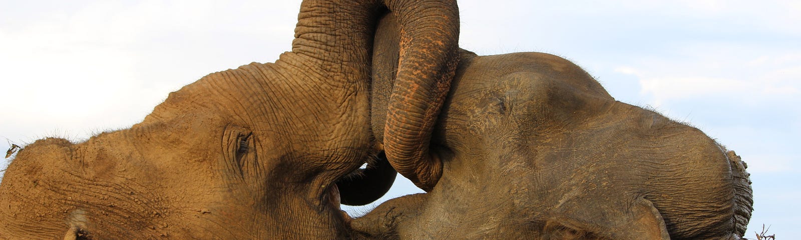 two elephants kissing