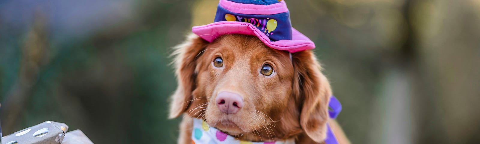 dog with birthday hat, cake and candles