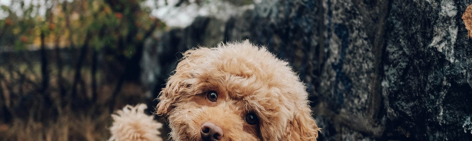 A little cavoodle asking why!